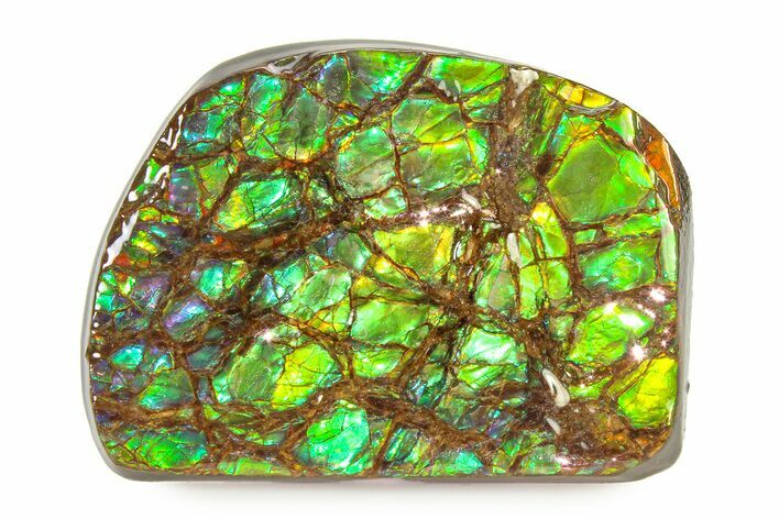 Iridescent Ammolite (Fossil Ammonite Shell) - Brilliant Greens #336284